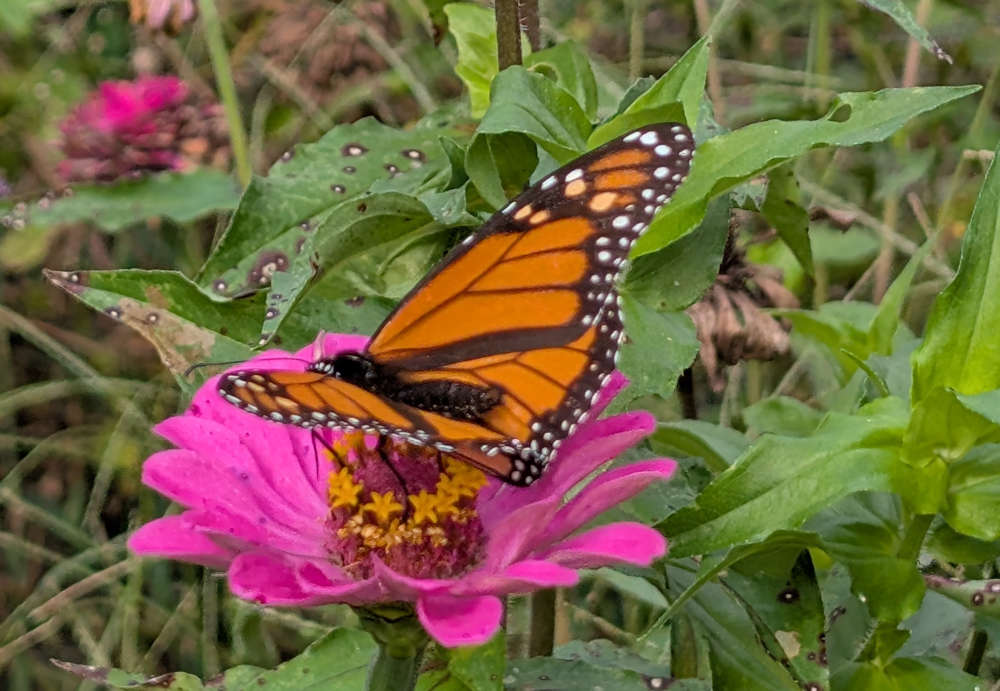 Late Summer Garden