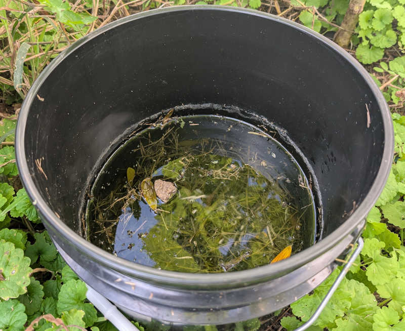 Mosquito Buckets