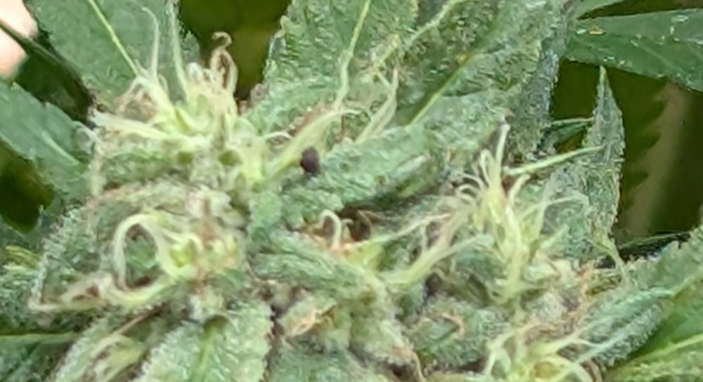 Backyard Grow